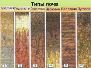 Какие бывают виды земли