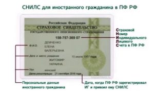 Где получить снилс гражданка украины
