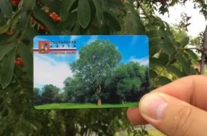 Кому положена социальная карта жителя московской области