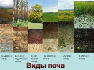 Какие бывают виды земли